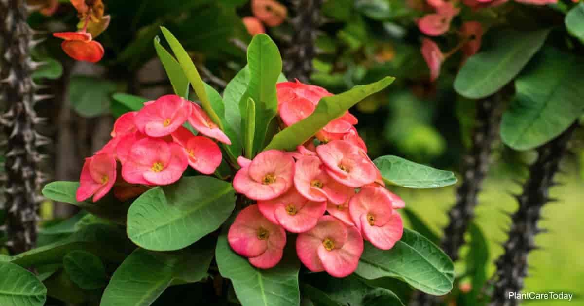 Is The Crown Of Thorns Plant Poisonous Or Toxic