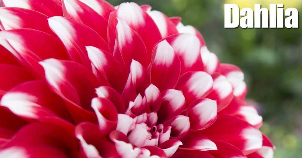 dahlia-red0white-tips-10312015