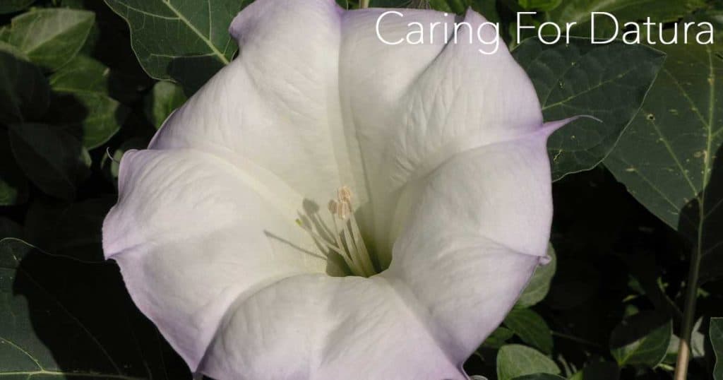 Datura flower - Jimsome weed