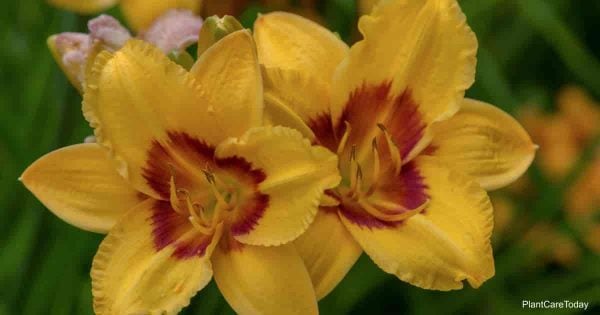 colorful daylilies yellow gold with a red throat