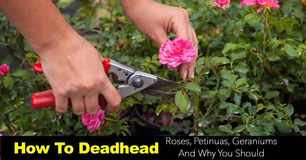 Deadheading spent blooms to extend the flower season