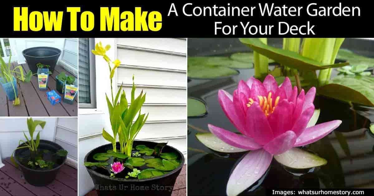 container water garden on the back patio