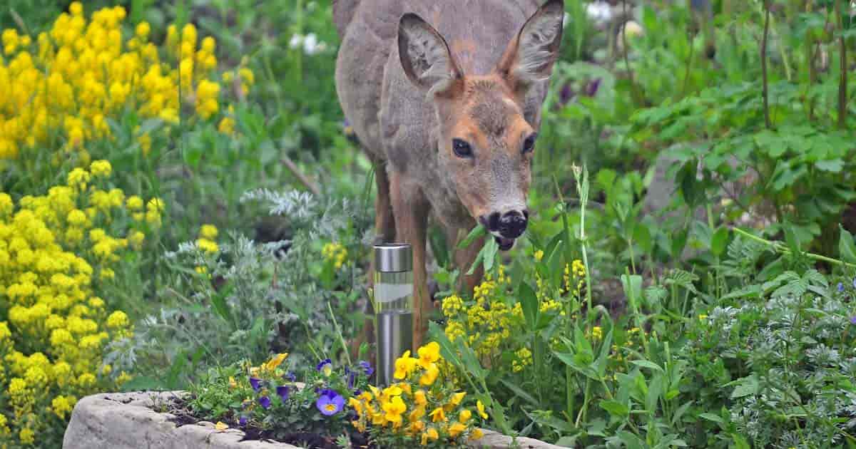 Deer feeding in the garden