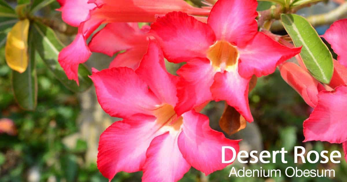 Desert Rose Plant Care - Learn Some Adenium Desert Rose Growing