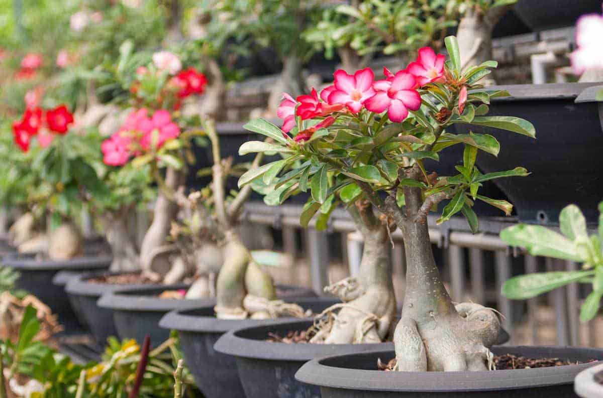 Adenium bonsai - flowering desert rose plants