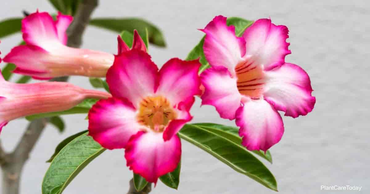 Blooming Desert Rose (Adenium Plant)