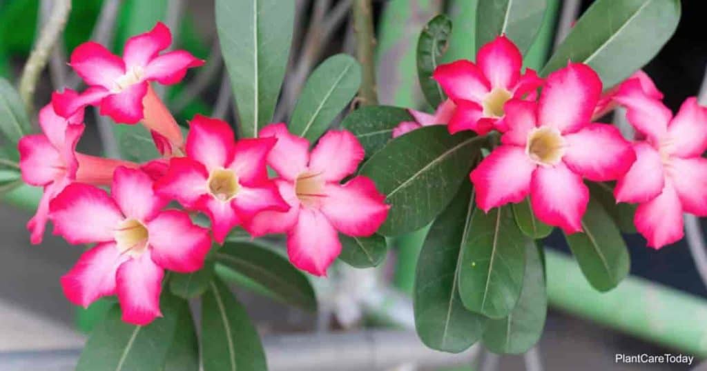 Are desert roses poisonous sales to dogs