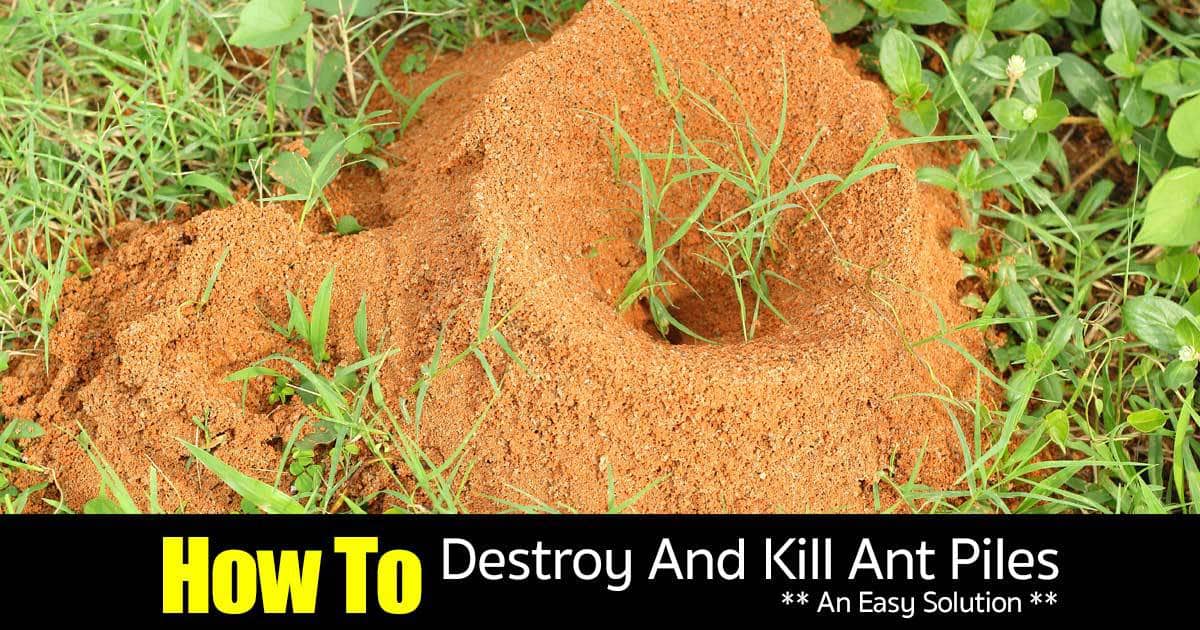 How To Destroy And Kill Ant Piles With An Easy Solution   Destroy Kill Ants Piles 09302015 