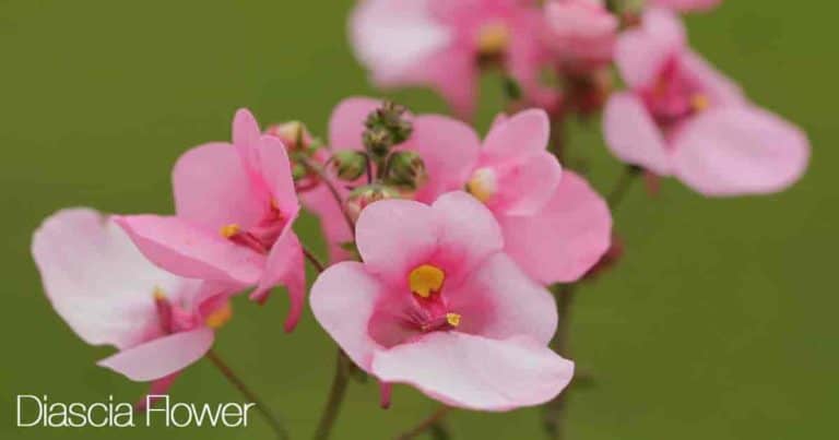 How To Grow And Care For The Diascia Flower (Twinspur)