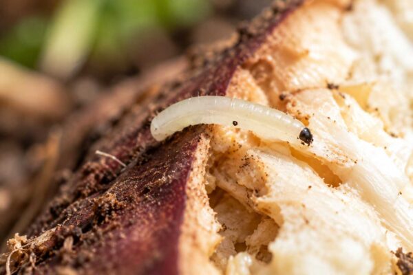 A close-up macro photograph shows a pale, dark-headed larva of fungus gnat crawling across the exposed interior of decaying plant material surrounded by soil.