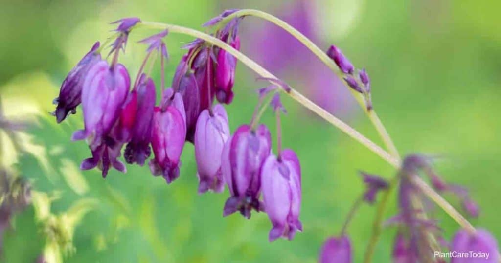 Blooms of The Dicentra Eximia Wild Bleeding-heart