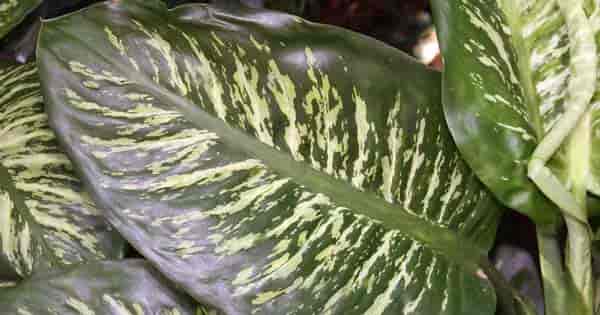 Close up of Dieffenbachia amoena leaves