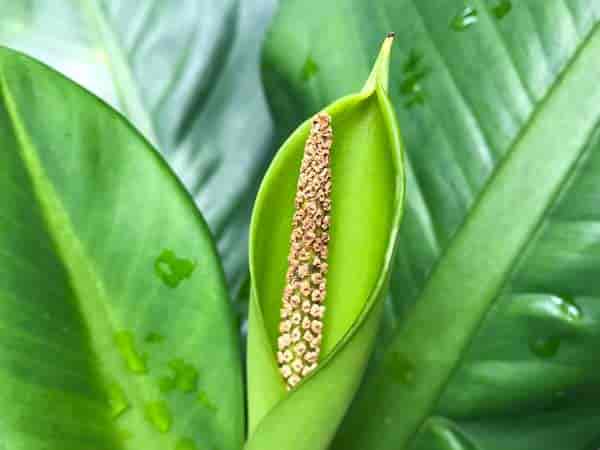 Dieffenbachia flower