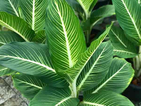 Attractive Dieffenbachia bybrid