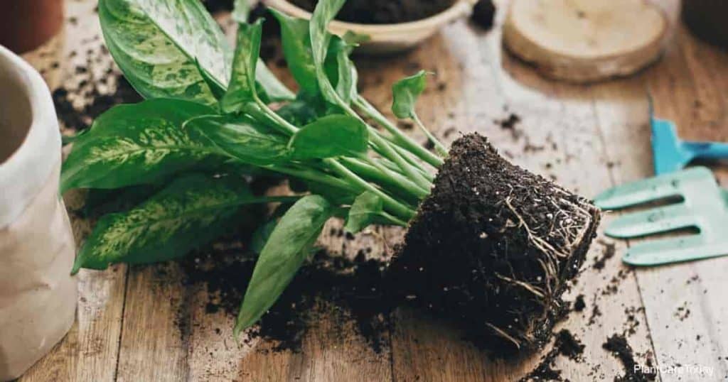 Is The Dieffenbachia Plant Poisonous? Plant Care Today