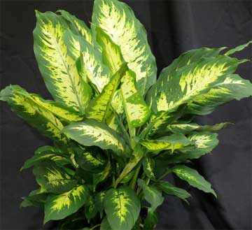 Dieffenbachia 'Splash" from Oglesby 