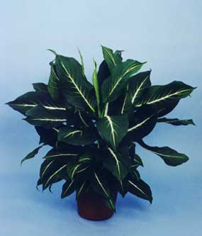 Dieffenbachia ‘Sterling’ pp #14762P2