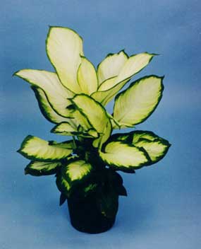 Dieffenbachia Camille