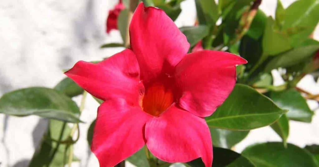 Red Dipladenia (Mandevilla) flower