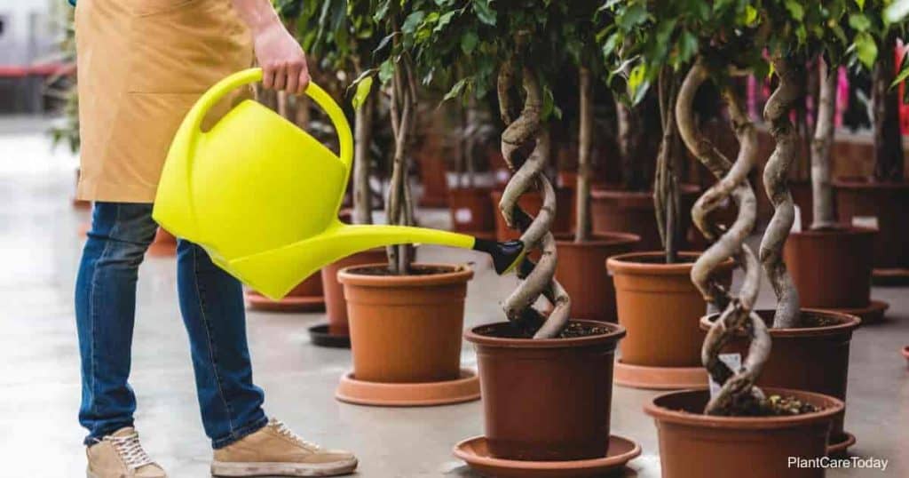 using pure water for watering plants