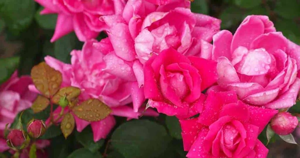 Flowering Double Knockout Roses