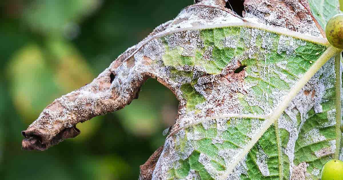 grape leaves covered with mildew (downy)