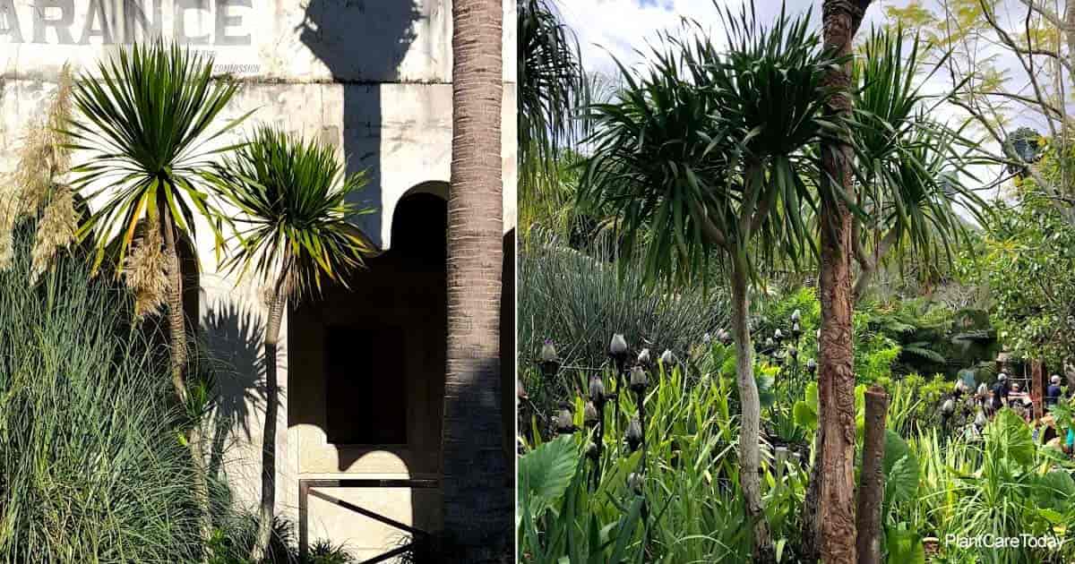 Attractive Dracaena Arborea aka Arborea Tree