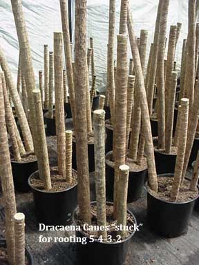 Dracaena Massangeana | Mass Cane Plant | Growing and Care