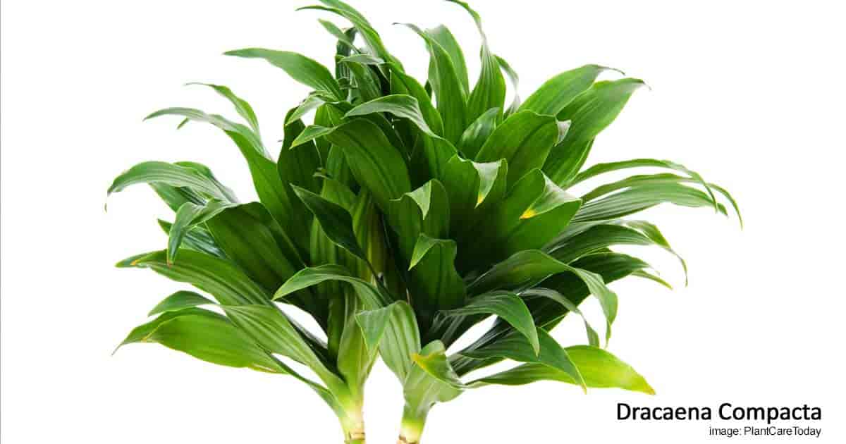 Attractive bushy dark green leaves of Dracaena Janet Craig compacta