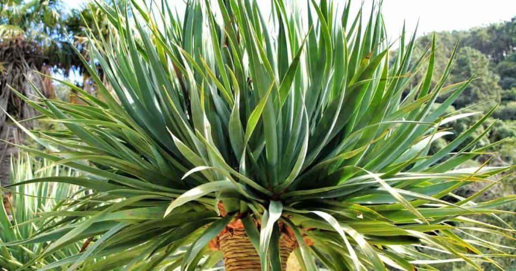 Foliage of the Dragon Blood Dracaena