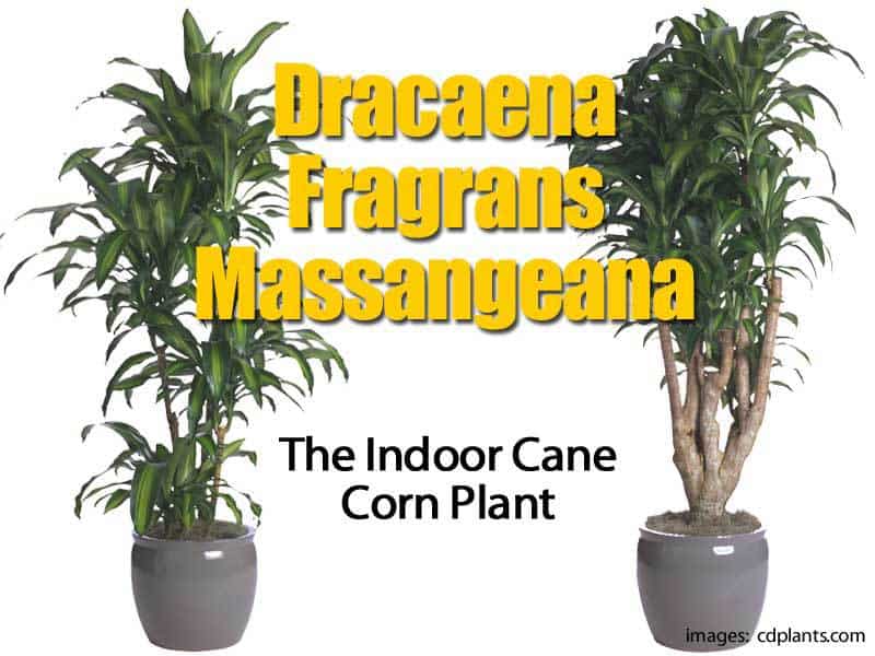 Dracaena Massangeana | Mass Cane Plant | Growing and Care