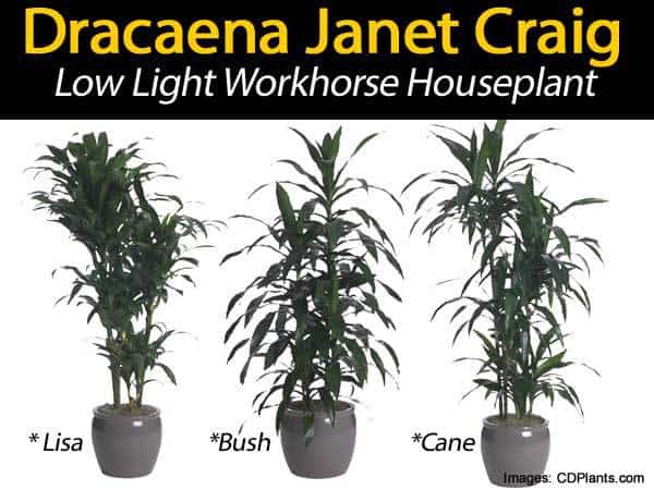 Janet Craig Plant Dracaena Deremensis Low Light Houseplant Guide