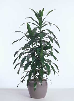 dracaena-janet-craig-tips-cal