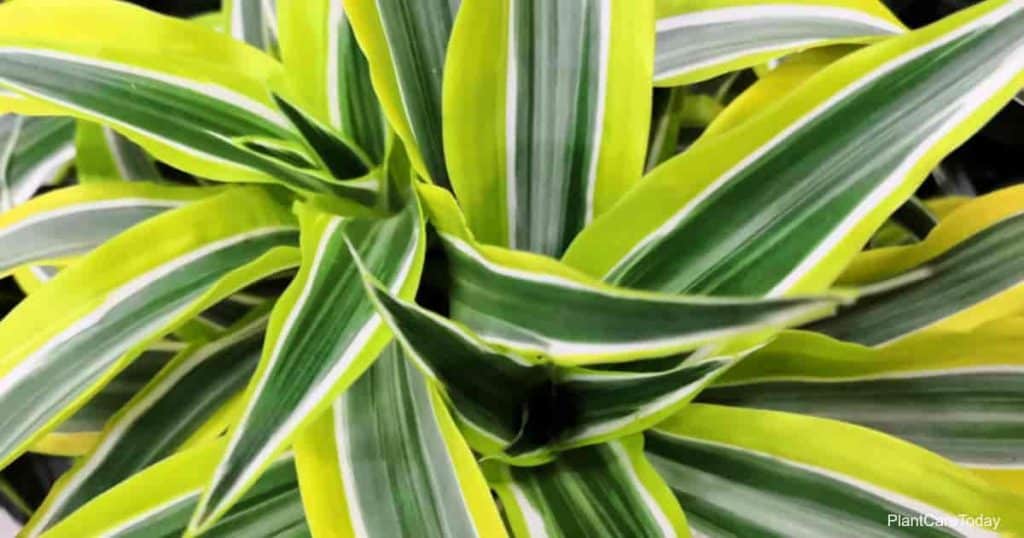 Dracaena Lemon Lime