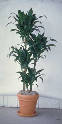 dracaena lisa stokk