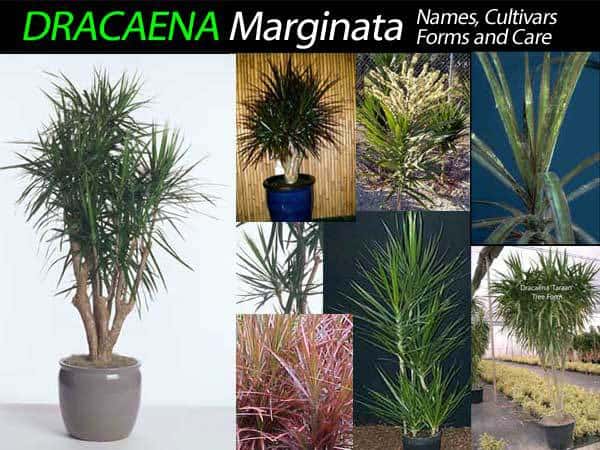 collection of several varieties of Dracaena marginata