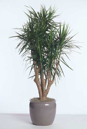 Dracaena Marginata Care Growing The Red Edged Madagascar Dragon Tree