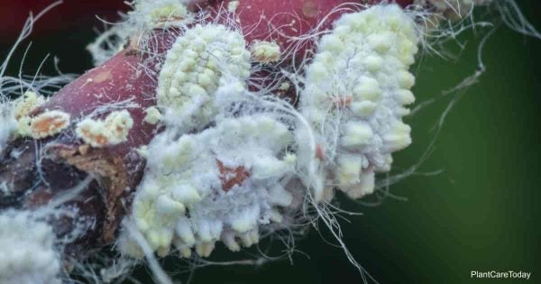 fuzzy mealybug up-close