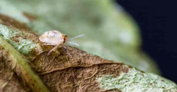 spider mite up close crawling on a leaf