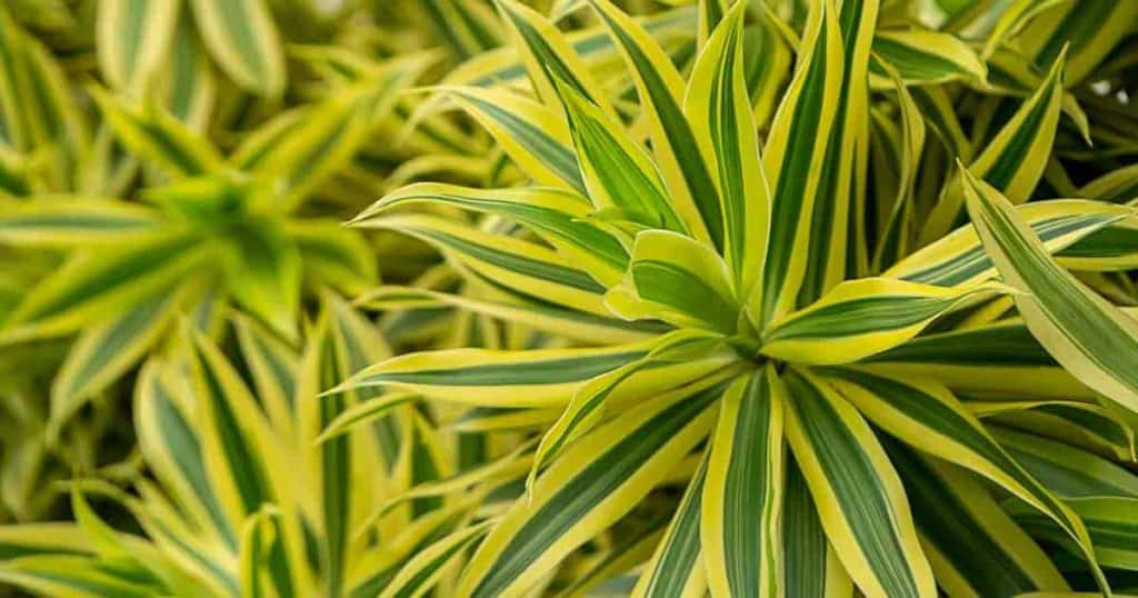 Dracaena Reflexa song of India plant