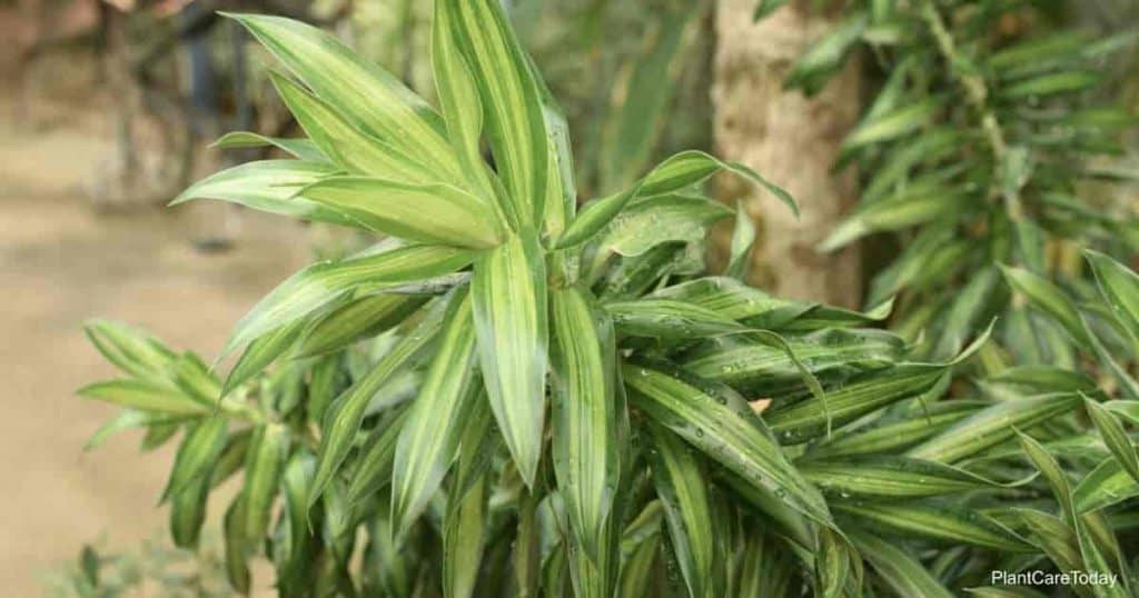 Dracaena Reflexa song of Jamaica plant