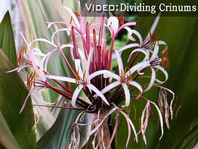 dividing crinum lilies