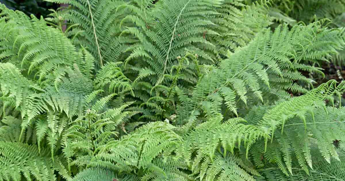 Dryopteris Filix-Mas [Male Fern]