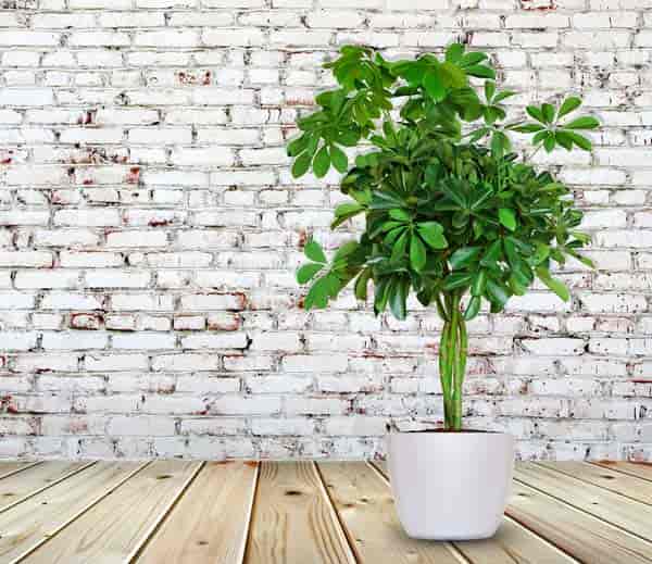 braided tree of dwarf umbrella