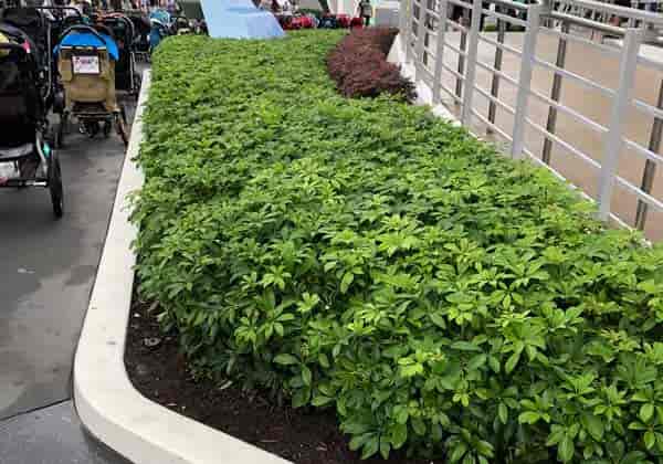 Dwarf Arboricola growing as a hedge - Disney Magic Kingdom - Tomorrowland