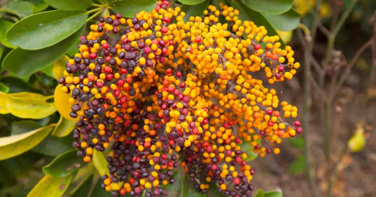 Ripe seed of dwarf umbrella schefflera