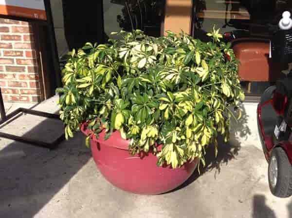 variegated umbrella dwarf growing in bowl