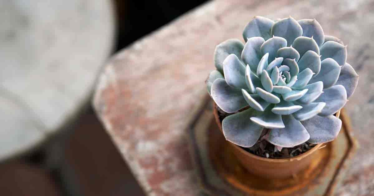 Echeveria Care: Growing Echeveria Succulent Plants