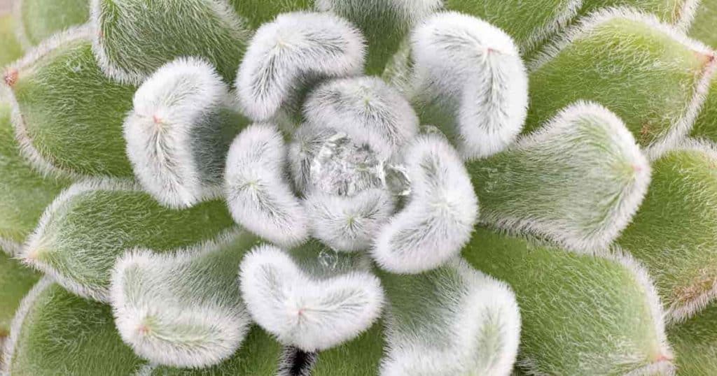 Pulvinata Echeveria rosettes covered with white hairs up close
