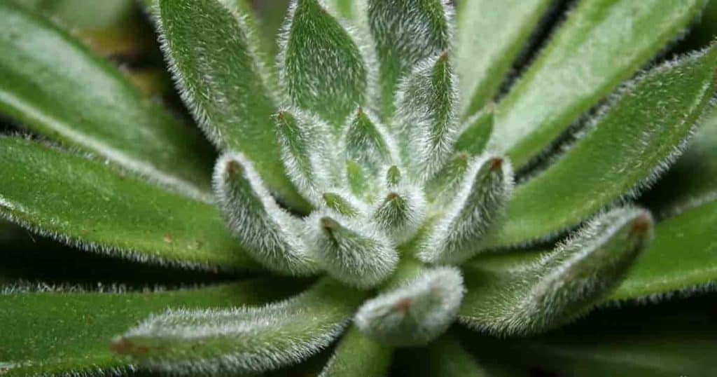 Echeveria sets the Mexican Firecracker with the fuzzy bristles on the leaves
